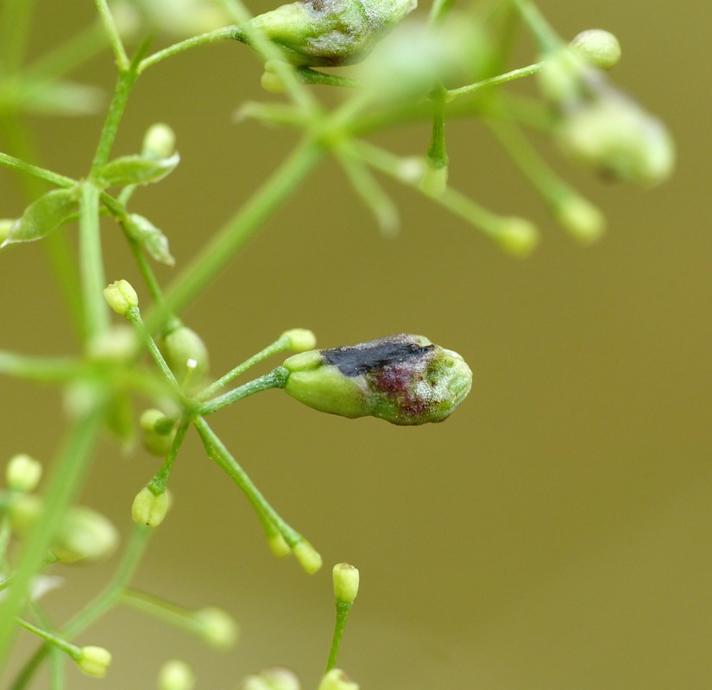 Schizomyia galiorum