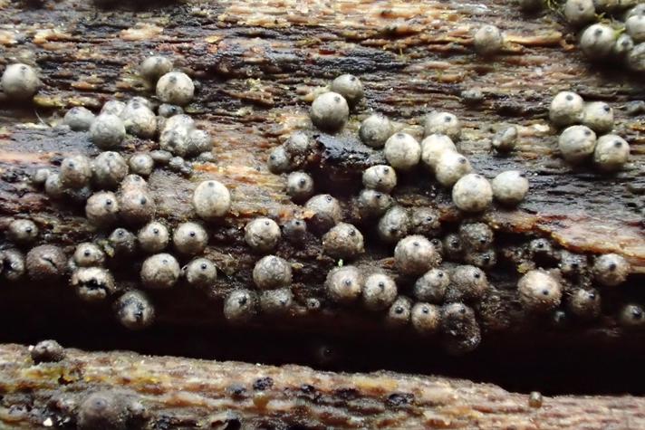 Fåre-kernesvamp (Lasiosphaeria ovina)