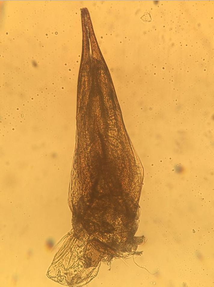 Tachyporus chrysomelinus (Tachyporus chrysomelinus)