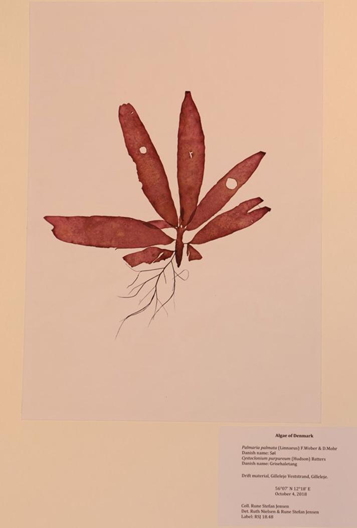 Søl (Palmaria palmata)