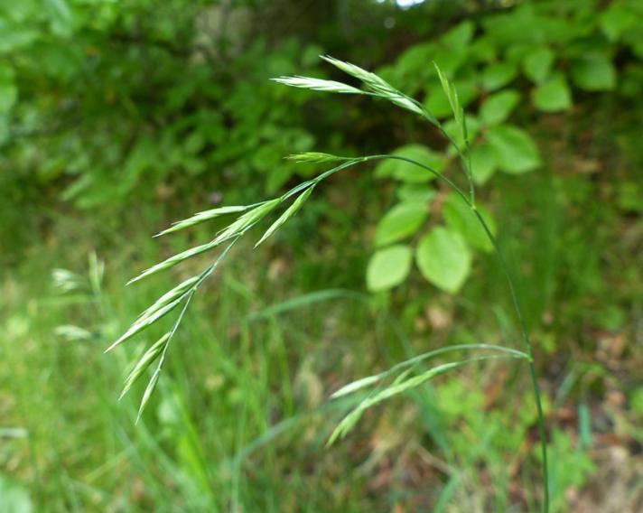 Mangeblomstret Svingel (Festuca rubra ssp. megastachys)