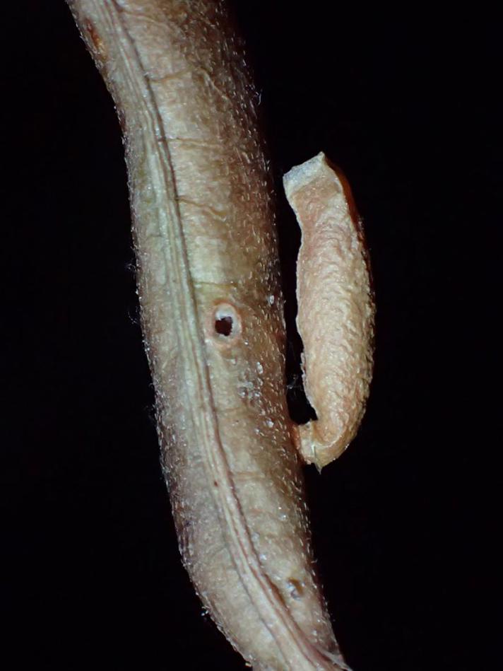 Coleophora gallipennella