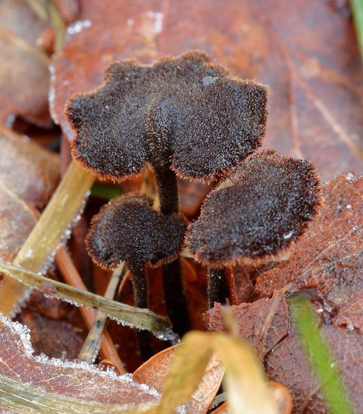 Koglepigsvamp (Auriscalpium vulgare)