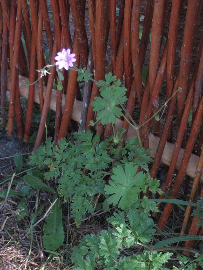 Pyrenæisk Storkenæb (Geranium pyrenaicum)