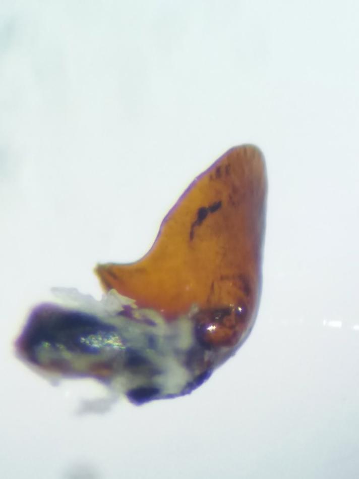 Kærjordløber (Pterostichus nigrita)