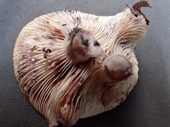 Pile-Mælkehat (Lactarius aspideus)