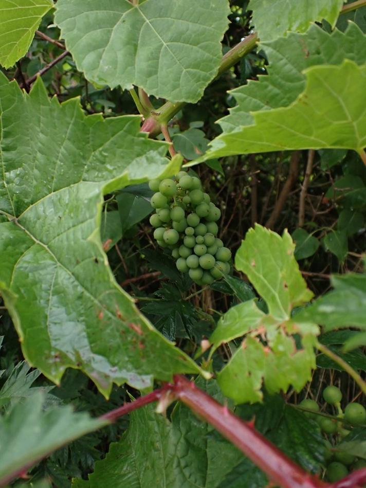 Almindelig Vin (Vitis vinifera)
