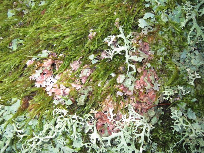 Marchandiomyces corallinus (Marchandiomyces corallinus)