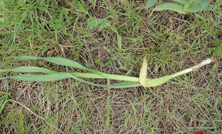 Porre (Allium porrum)
