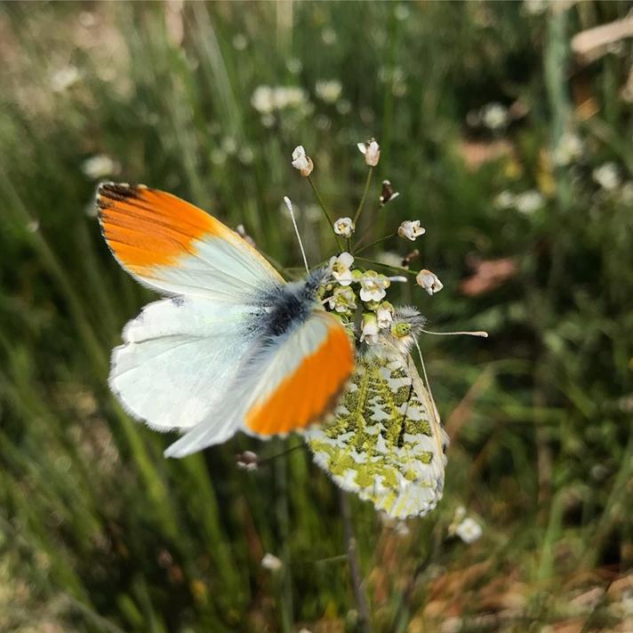 Fotograf: Anne Carstensen