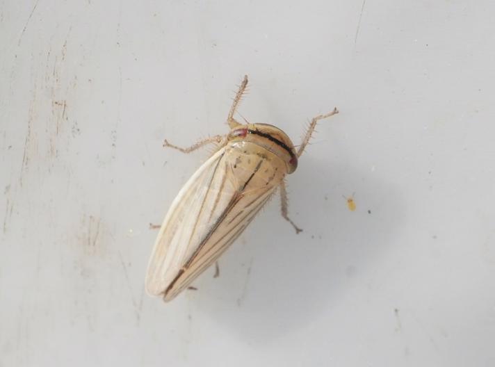 Sølvgrå Cikade (Athysanus argentarius)