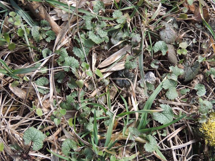 Løgkarse (Alliaria petiolata)