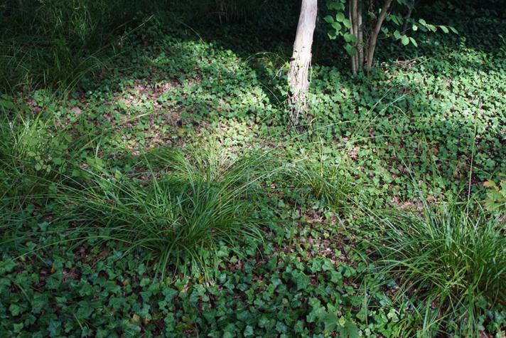 Skov-Star (Carex sylvatica)