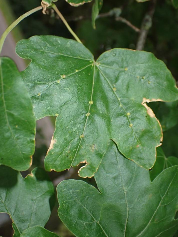 Stor Navrbladgalmide (Aceria macrochela)