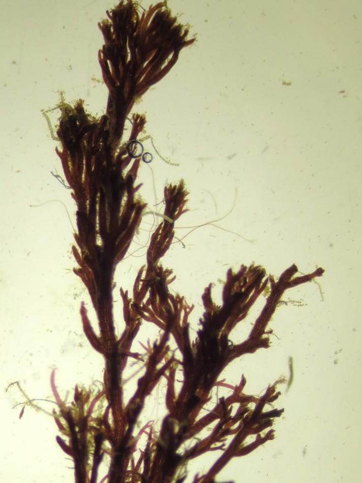 Almindelig Ledtang (Polysiphonia fucoides)