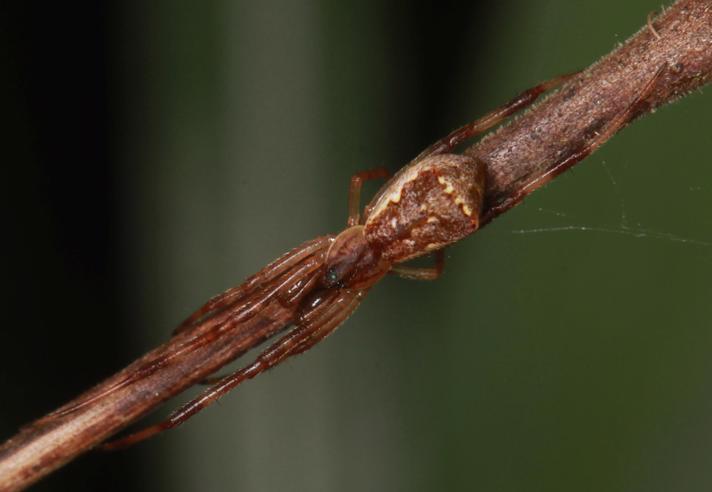 Balalajkaedderkop (Episinus angulatus)