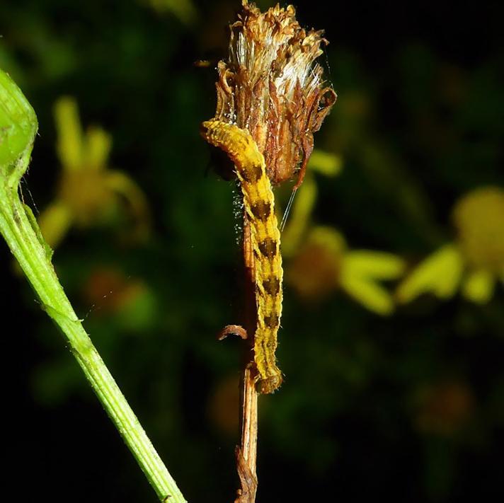 Dværgmåler sp. (Eupithecia sp.)