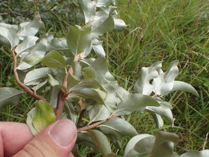 Almindelig Sølvblad (Elaeagnus commutata)