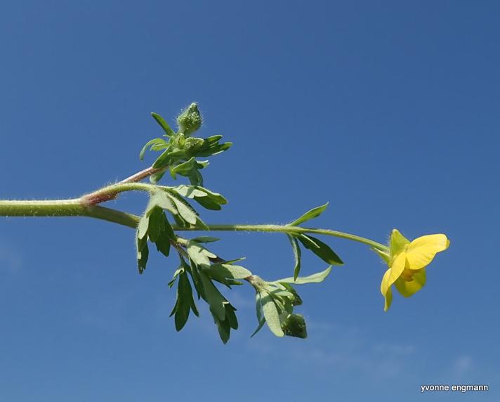 Stivhåret Ranunkel (Ranunculus sardous)