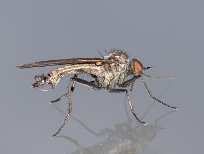 Rhamphomyia spinipes