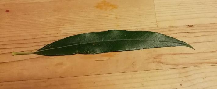 Lådden Pil (Salix dasyclados)
