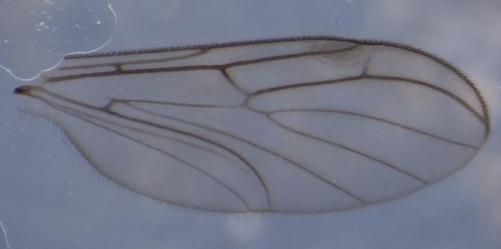 Bolitophila pseudohybrida