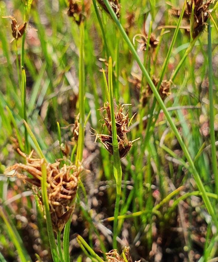 Brun Næbfrø (Rhynchospora fusca)