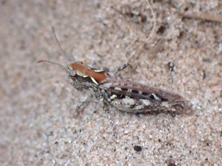 Køllegræshoppe (Myrmeleotettix maculatus)