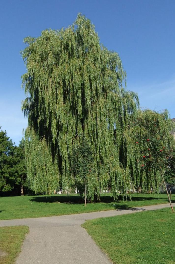 Hænge-Pil (Salix alba x babylonica)