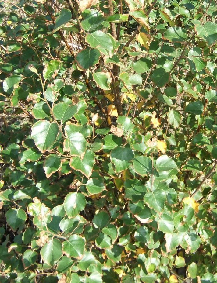 Hybrid-Birk (Betula x aurata)