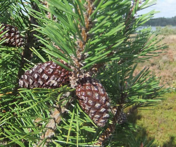 Almindelig Bjerg-Fyr (Pinus mugo var. mugo)