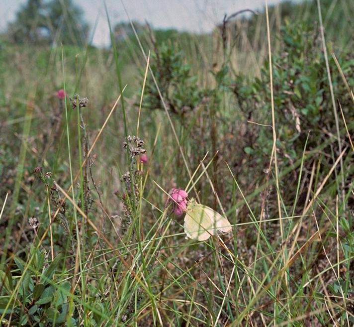 Mosehøsommerfugl (Colias palaeno)