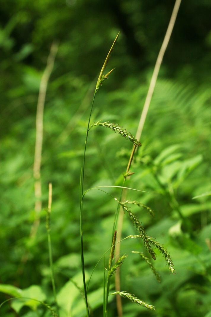 Skov-Star (Carex sylvatica)