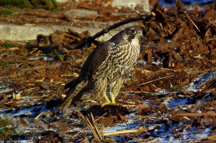Vandrefalk (Falco peregrinus)