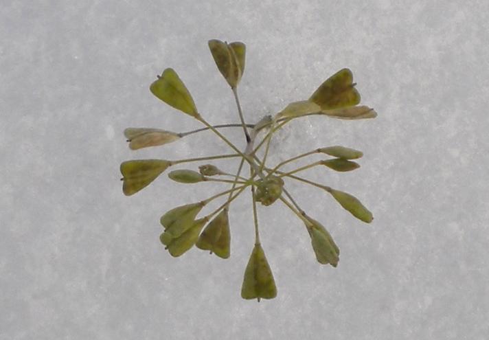 Hyrdetaske (Capsella bursa-pastoris)