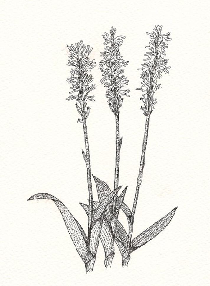 Pukkellæbe (Herminium monorchis)
