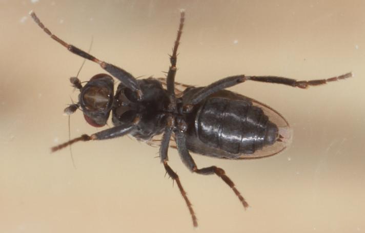 Apteromyia claviventris