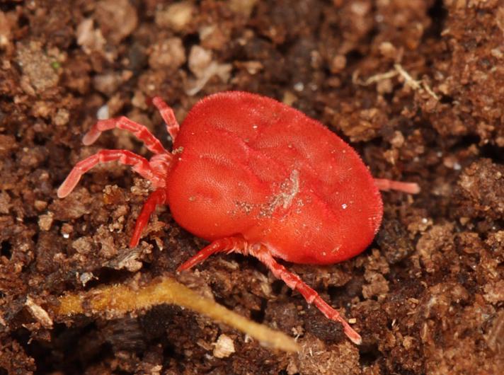 Rød Jordmide (Trombidium holosericeum)