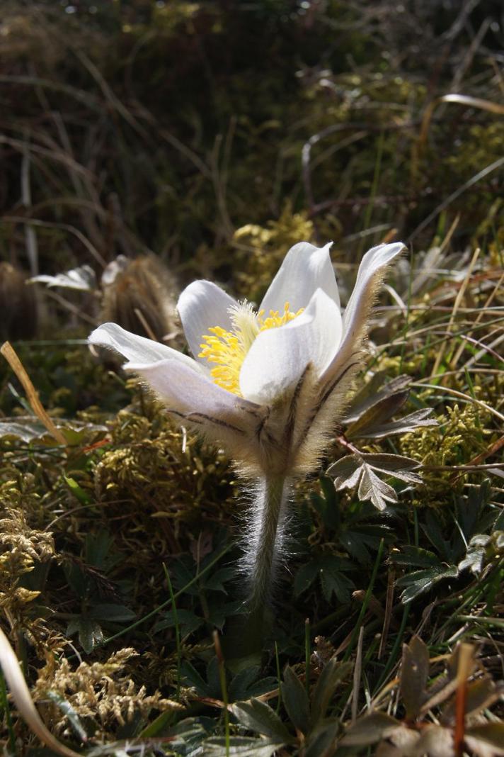 Vår-Kobjælde (Anemone vernalis)