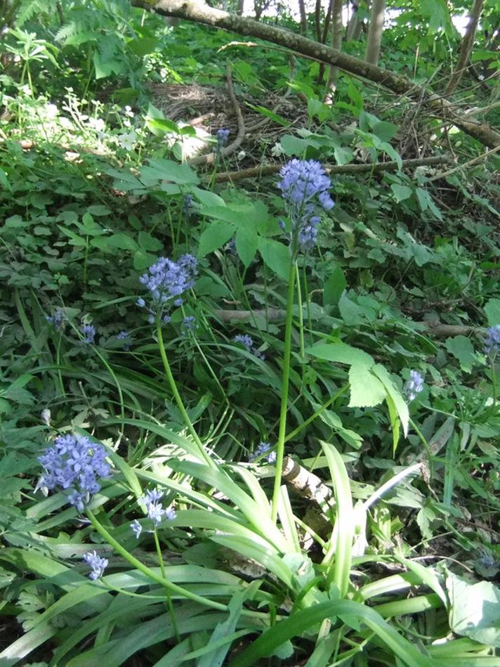 Italiensk Klokkeskilla (Hyacinthoides italica)