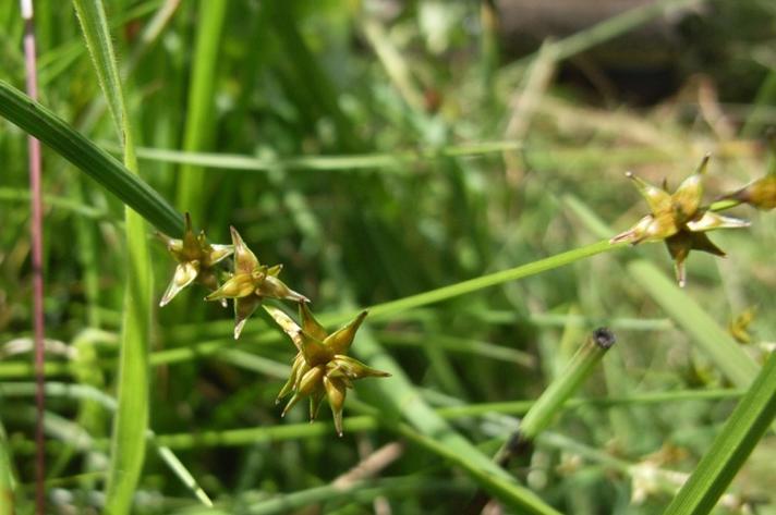 Stjerne-Star (Carex echinata)