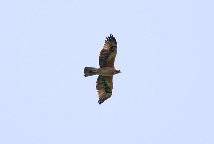 Høgeørn (Aquila fasciata)