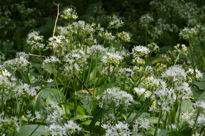 Rams-Løg (Allium ursinum)