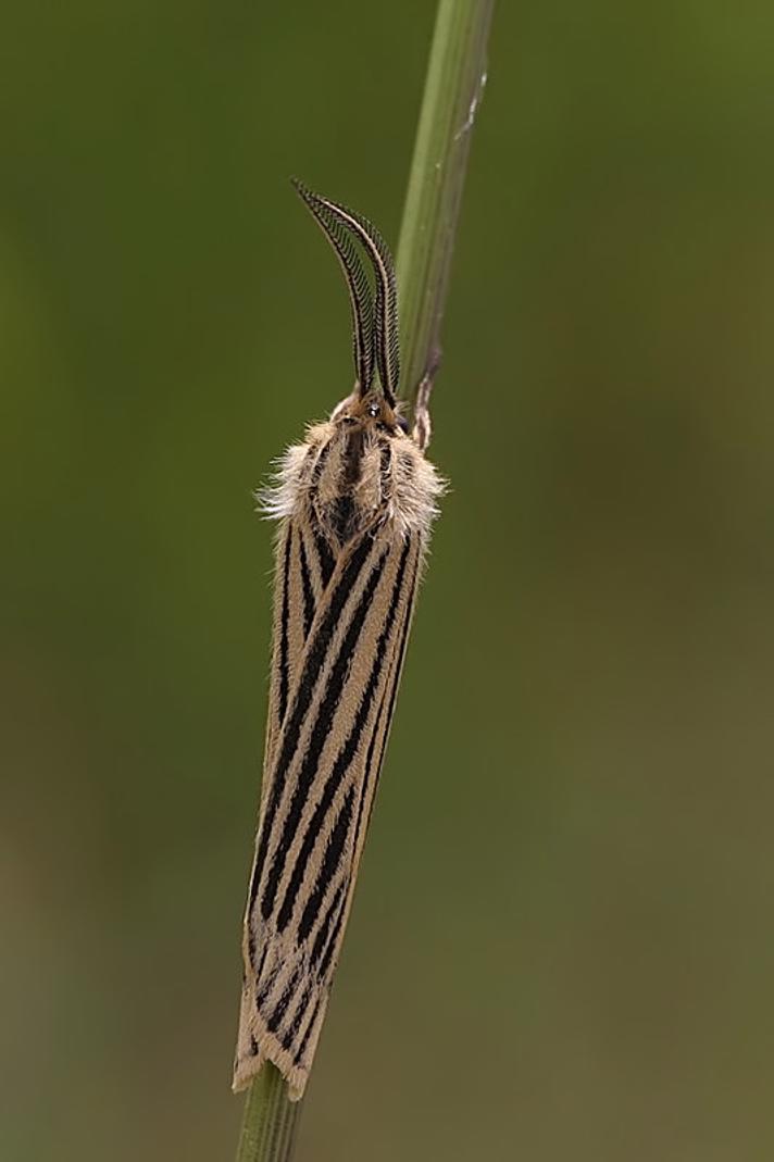 Stribet Hedespinder (Spiris striata)