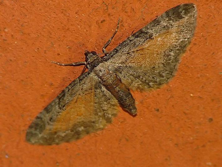 Rustdværgmåler (Eupithecia icterata)