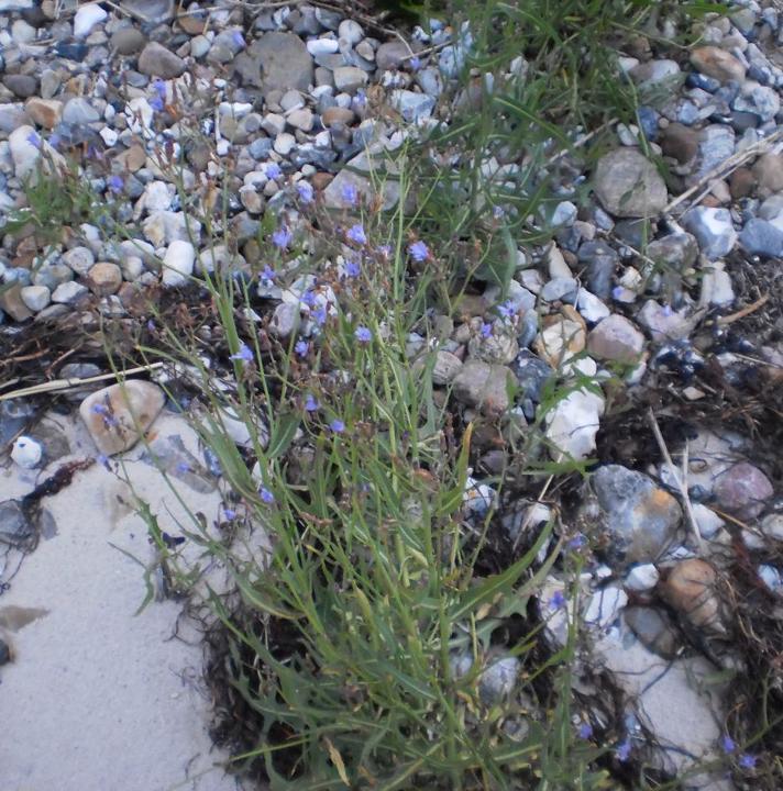 Strand-Salat (Mulgedium tataricum)