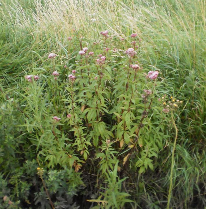 Hjortetrøst (Eupatorium cannabinum)