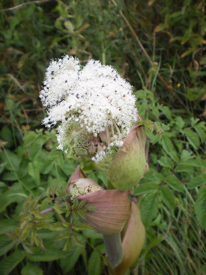 Bjørneklo (Heracleum sphondylium)