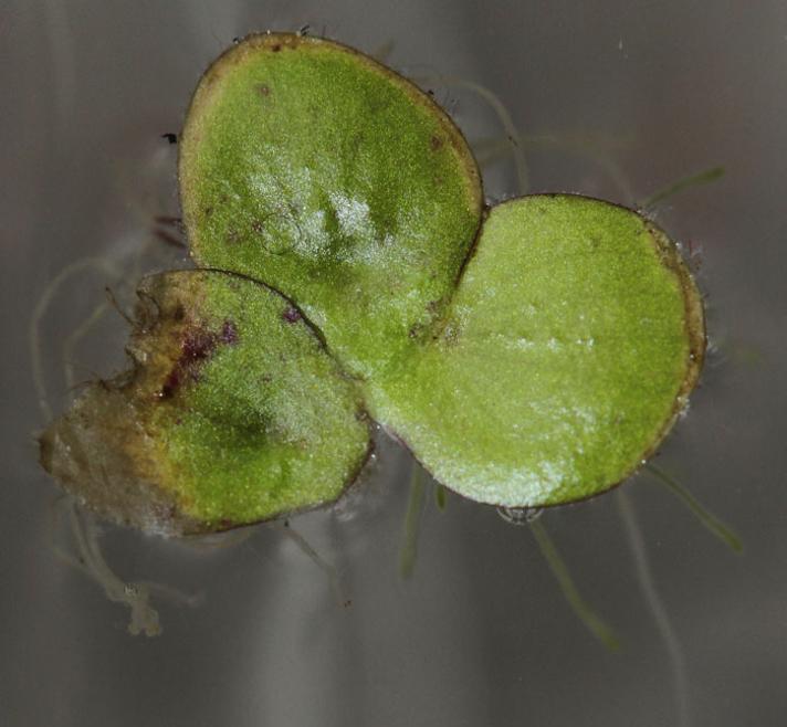 Stor Andemad (Spirodela polyrhiza)