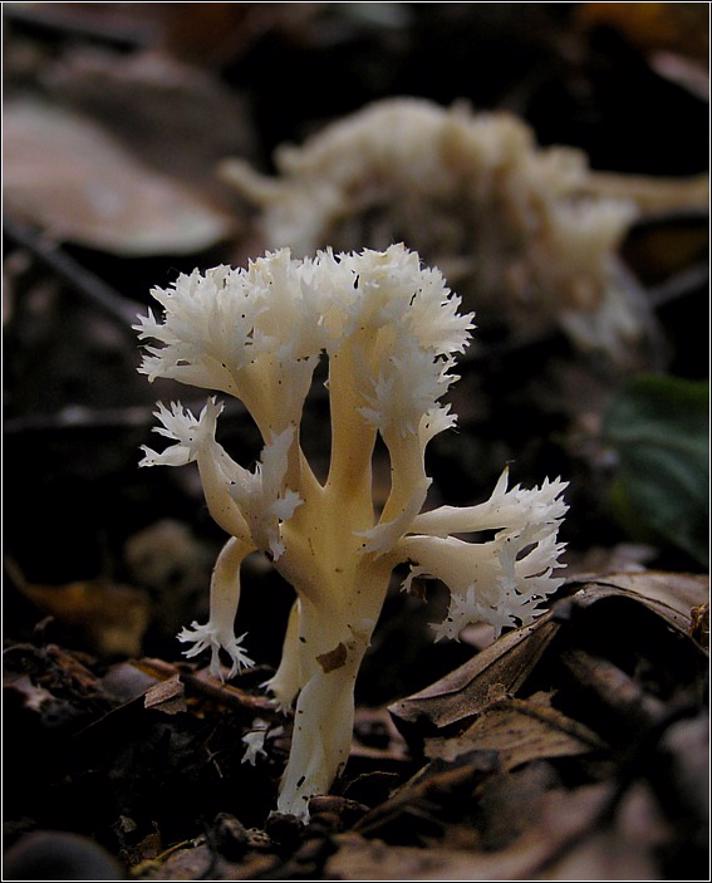 Kam-Troldkølle (Clavulina coralloides)
